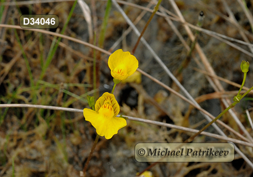 Flat-leaved Bladderwort (Utricularia intermedia)